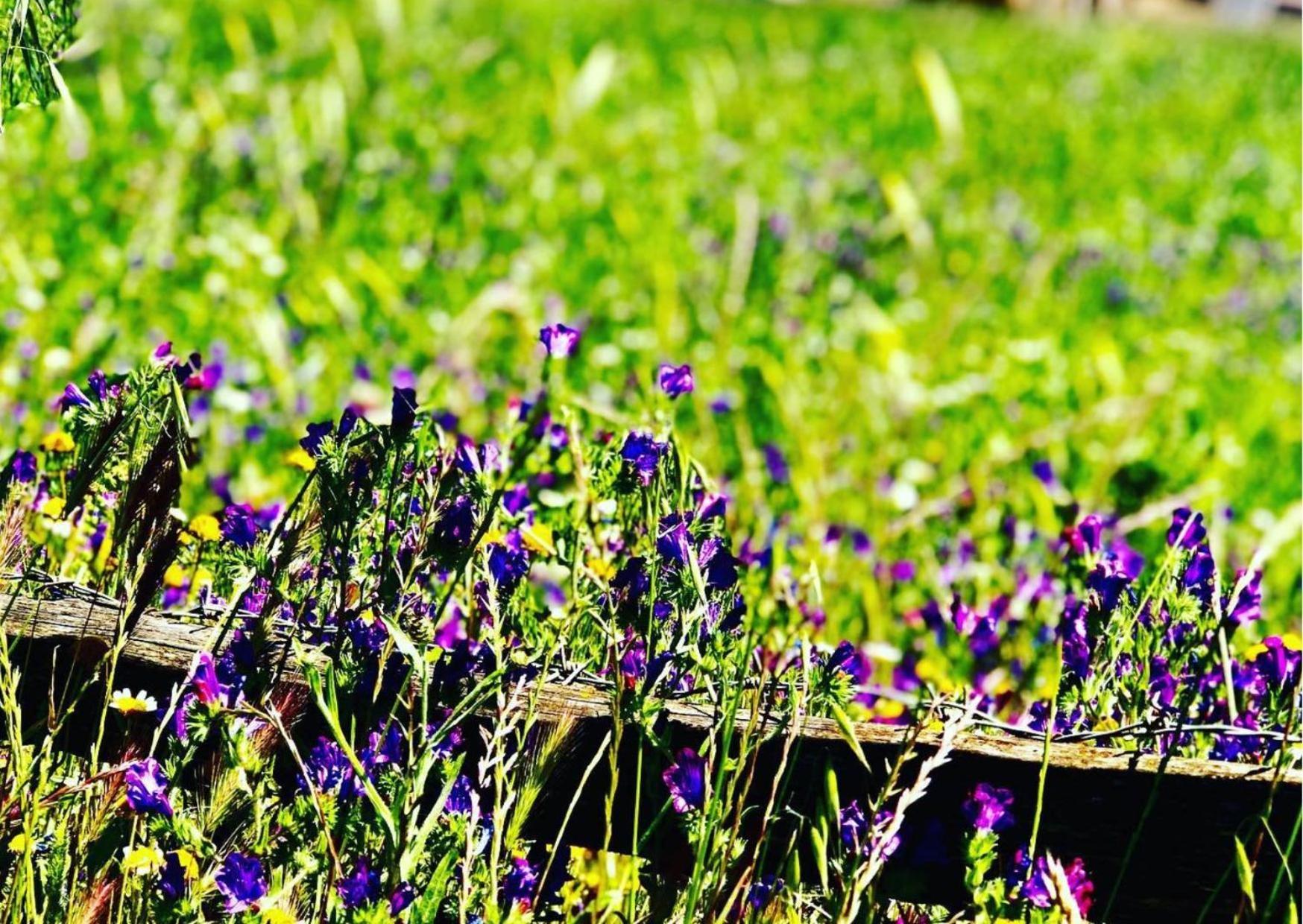 Agriturismo Sa Mandra Casa Minnina Экстерьер фото